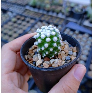 แมมโอรุกะ​  Mammillaria gracilis oruga 