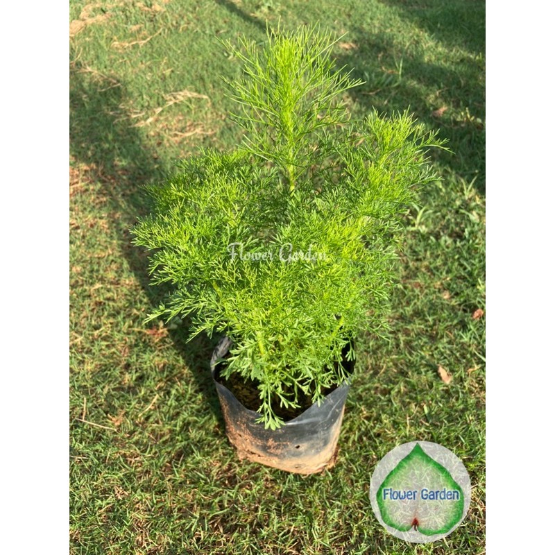 F312 ต้นผักชีลาว ปลูกไว้ทาน 🌿หรือประดับตกแต่งสวนก็ได้ค่ะ ประโยชน์เยอะมาก