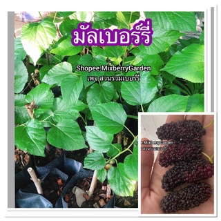 ต้นมัลเบอร์รี่ ต้นหม่อน mulberry พันธุ์เชียงใหม่60