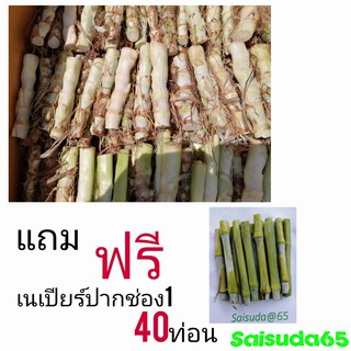 ท่อนพันธุ์หญ้าหวานอิสรเอล (บรรจุ 400 ท่อน) ราคา 389 บาท