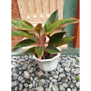 seeds Aglaonema Red Siam / Red Lipstick live plant,50 เมล็ด (ไม่ใช่พืชที่มีชีวิต)