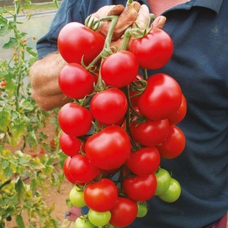 เมล็ดพันธุ์มะเขือเทศช่อ เอไลแคนท์  Alicante Tomato seeds  เมล็ดพันธุ์คุณภาพดี ของแท้ ราคาถูก นำเข้าจากต่างประเทศ