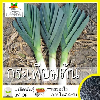 เมล็ดพันธุ์ กระเทียมต้น 200 เมล็ด American Flags Leek เมล็ดพันธุ์แท้100%นำเข้าจากต่างประเทศ ปลูกผัก สวนครัว เพาะง่าย