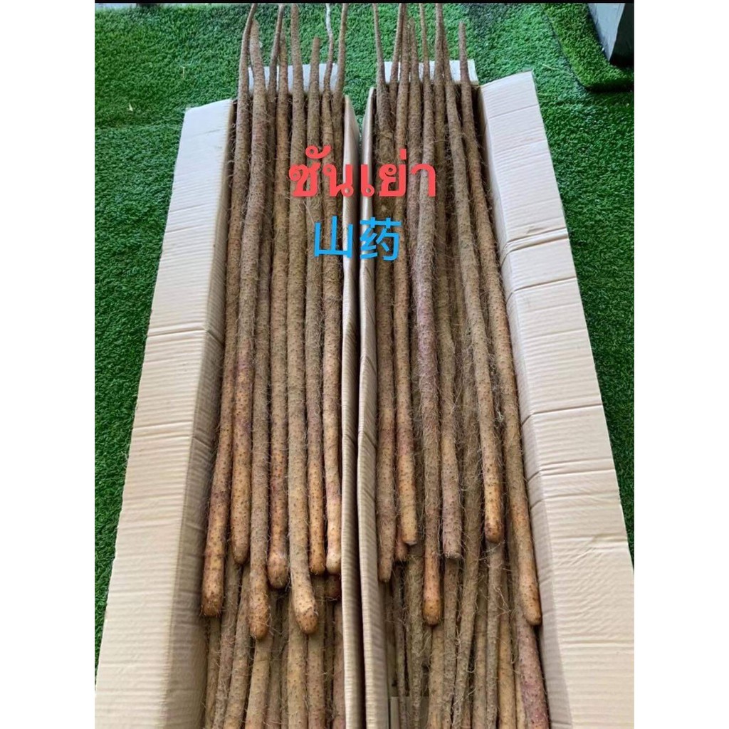 พร้อมส่ง ซันเย้าจากจีน / 山药 / 1kg