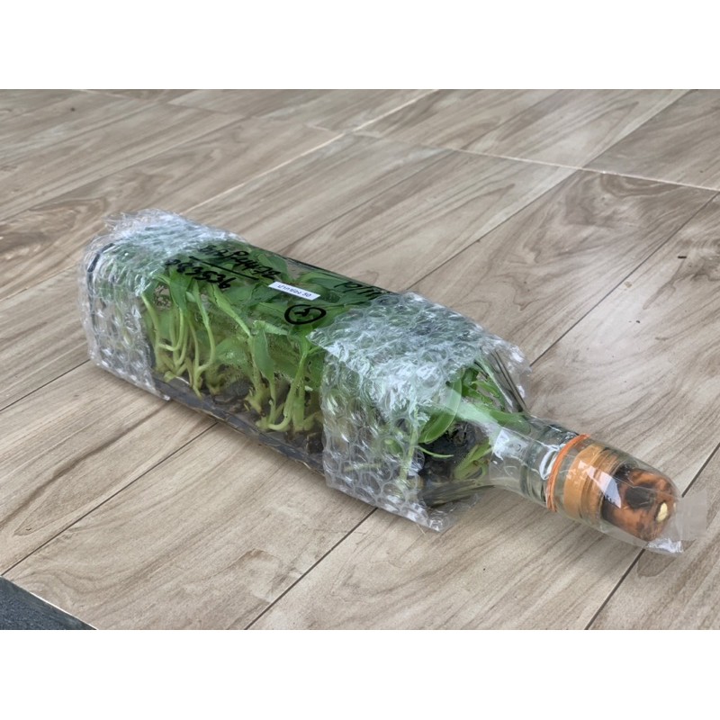 กล้วยเพาะเนื้อเยื่อ/กล้วยน้ำว้า/ปากช่อง50/ท่ายาง