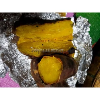 มันหวาน​ญี่ปุ่น​เบนิฮารุกะ​ ชุดละ​ 25-50​ ยอด​#เนื้อเหลืองหวาน