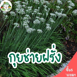 เมล็ดพันธุ์ รวม ชุด ผัก&amp;เครื่องเทศ ปลูกง่าย ไม่กลายพันธุ์ ไทม์/โรสแมรี่/เคลใบหงิก/กะหล่ำดาว/หน่อไม้ฝรั่ง ขายดี พร้อมส่ง