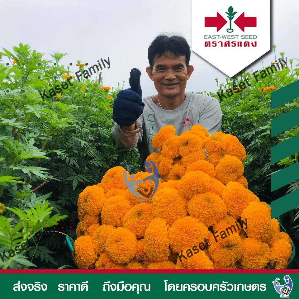ดาวเรือง ซุปเปอร์บอลดีพโกลด์  บรรจุ 1,000 เมล็ด เมล็ดดอกไม้ ตราศรแดง ราคา ถูกที่สุด ดีลบีเคเค แกลเลอรีภาพที่ 4