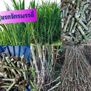 นรกจักรพรรดิ์  ท่อนพันธ์หญ้านรกจักรพรรดิ์  กล่องละ 200ท่อน