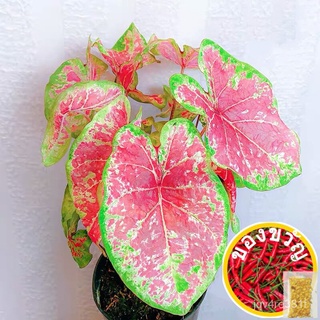 เมล็ดพันธุ์【6สี】100pcs Mixed Colors Caladium Seeds ต้นไม้มงคล บอนไซ บอนต้นสีแปลกๆ flower seeds บอนสี เมล็ดดอกไม้ เมล็ดบอ