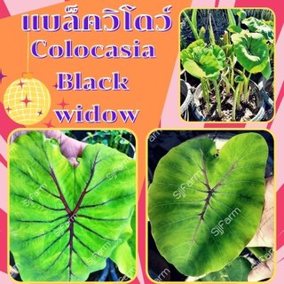 1 ต้น colocasia black widow บอนแบล็ควิโดว์ กระดูกใบสีดำคล้ายหน้ากากฟาโรห์ เด่น สวย ส่งแบบตัดใบออก สินค้าพร้อมจัดส่ง