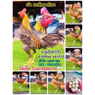 ขายไข่เชื้อ พม่าเปรู พ่อพันธุ์เปรูดลือด100 สายพันธุ์ฟิลิปปินส์ แข้งรั้วๆ