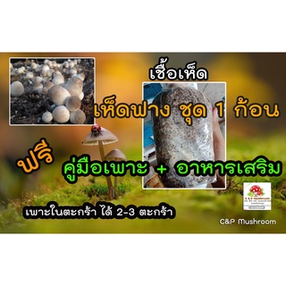 เชื้อเห็ดฟาง ชุด 1 ก้อน พร้อมอาหารเสริม และวิธีเพาะ