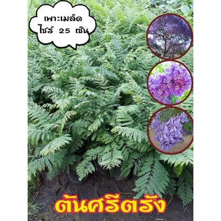 🌿🌿ต้นพันธุ์ศรีตรัง🌿🌿