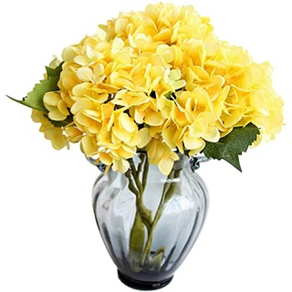 20 เมล็ด เมล็ดไฮเดรนเจีย Hydrangea Seeds สีเหลือง ไฮเดรนเยียสายพันธุ์ฝรั่งเศส