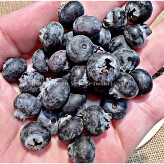 บลูเบอรี่ Freeze Dried ขนาด 7 กรัม กระรอก นก กระต่าย แพรี่ด็อก สำหรับสัตว์เลี้ยง