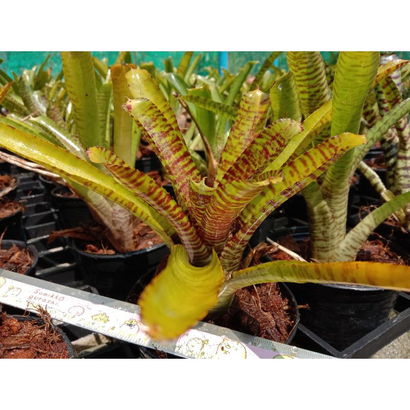 ลายเสือ ต้นละ50บาท (ต้นสับปะรดสี)