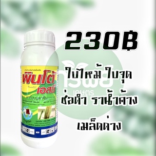 คาร์เบนดาซิม พินโต้ เอส ป้องกันและกำจัดเชื้อรา ใบไหม้ ใบจุด ช่อดำ เมล็ดด่าง