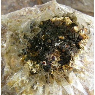 สมุนไพรการรา ชนิดผง 100 ML. จัดการราเขียว ราขาว ราส้ม และราต่างๆแบบปลอดสารพิษ  ผสม 1 ช้อนชา/น้ำ 20 ลิตร แช่ทิ้งไว้ 30 น. - รูปที่ 2