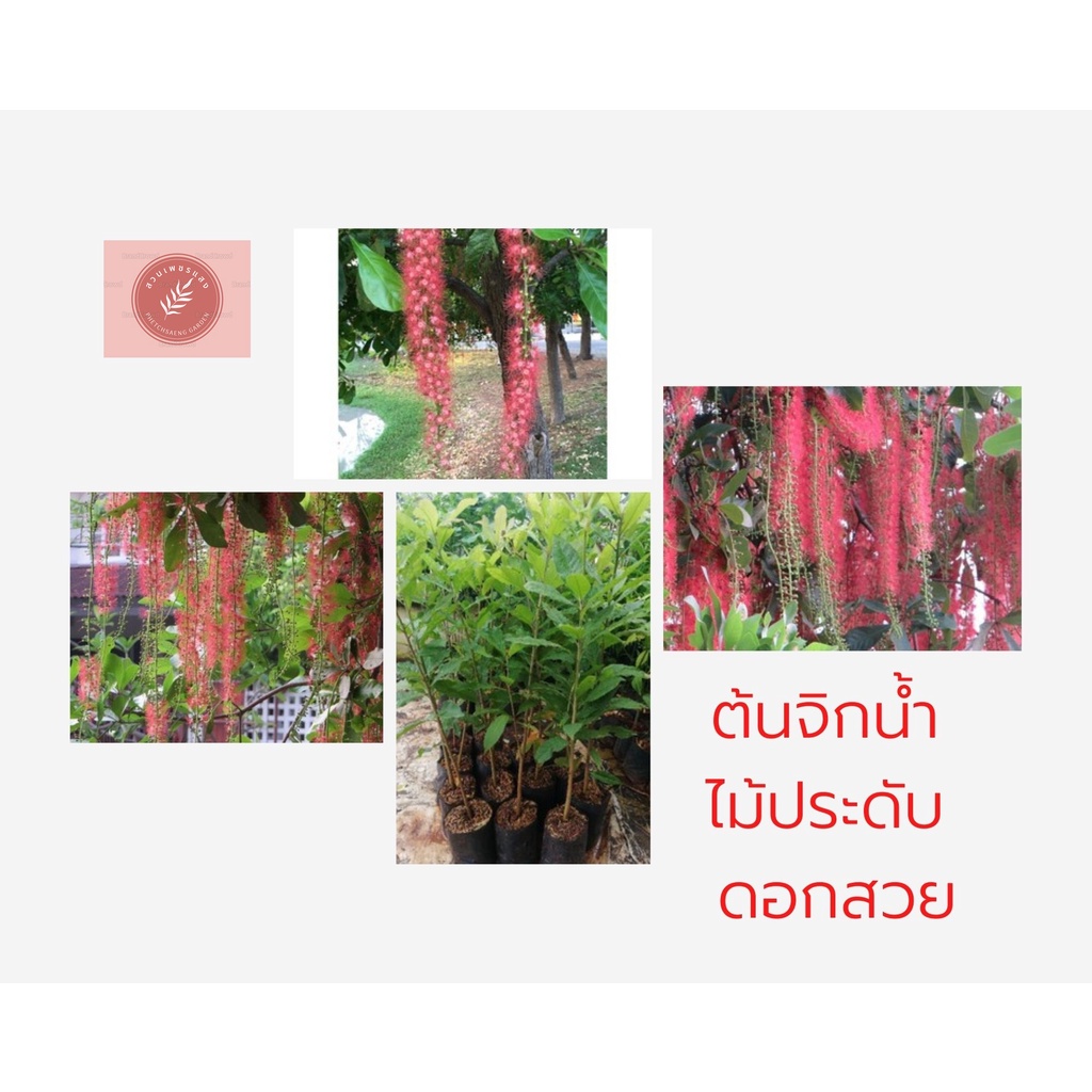 ต้นจิกน้ำ ต้นละ 30 บาทค่ะ