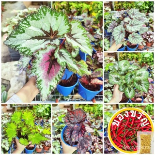 MOVEE - REAL LIVE PLANT Begonia Rex Series Begonia ชุด向日葵/木瓜/玫瑰/裙子/苹果/母婴/文胸/生菜/香菜/儿童/ 92TQ