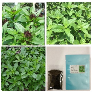 โหระพา Sweet Basil Seed50 เมล็ด (ไม่ใช่พืชที่มีชีวิต)