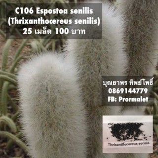 c106 Espostoa senilis (Thrixanthocereus senilis) 25 เมล็ด 100 บาท