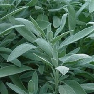 เสจ (Sage) จำนวน 10 เมล็ด