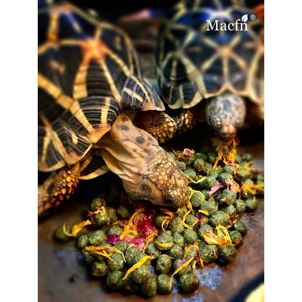 อาหารเต่าบก Macfn 2+1 สูตรกระบองเพชรCacti สูตรผลไม้รวมMix-Fruit 3 กิโลกรัม