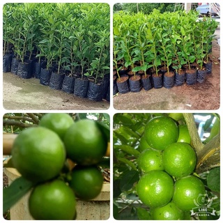 พันมะแป้นสุขประเสริฐ🌳🌳
