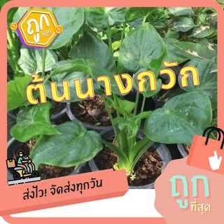 [Sale ของดีบอกต่อ]ต้นนางกวัก #ไม้มงคล กวักเงินกวักทอง เรียกโชคลาภ จัดส่งพร้อมกระถาง 6 นิ้ว (1 ต้น/แพ็ค)