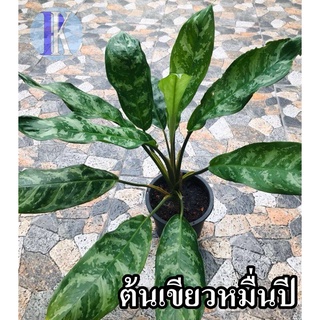 ต้นเขียวหมื่นปี / อะโกลนีมา / แก้วกาญจนา พร้อมกระถางดำ 6 นิ้ว (Aglaonema / Maria Chinese Evergreen plant)