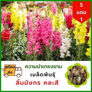 เมล็ดพันธุ์ดอกไม้ ลิ้นมังกร จักรพรรดิ เมล็ดพันธุ์ดอกไม้นำเข้า ดอกไม้มงคล จัดสวน แต่งสวน ปลูกดอกไม้ ปลูกผัก ผักสวนครัว