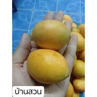 ต้นมะปรางพันธุ์ไข่หวาน