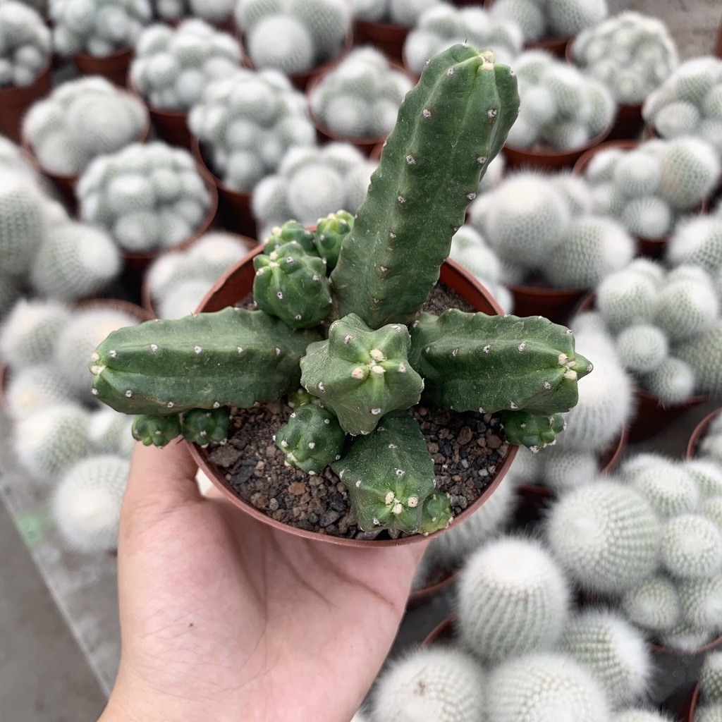 (taotl)กระบองเพชร แคคตัส โมโมทา โร่ หรือ นักกล้ามเด็ก cactus Echinocereus Pentalophus cv. Momotaro Fudd
