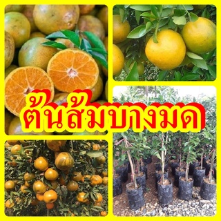 ต้นส้มเขียวหวาน บางมด ต้นพันธุ์เสียบยอดสูง 40-50 ซม. ปลูกง่ายโตไว 2 ปีติดผล รับประกันพันธุ์แท้่100%