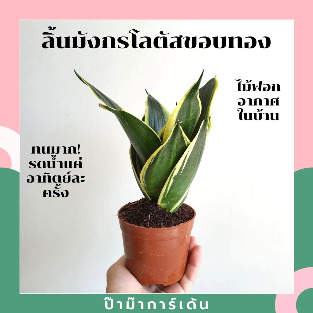 ต้นลิ้นมังกรโลตัส ไม้ฟอกอากาศ มาในกระถางพร้อมตั้ง ฟอร์มสวยมาก!