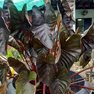 🌱 Colocasia Black Ripper 🌱 โคโลคาเซีย แบล็คริปเปอร์  ในกระถาง 4" บอนก้านแดง ใบดำเงา เลือกต้นได้ 🌱 บอนสี บอนยักษ์ 🌱