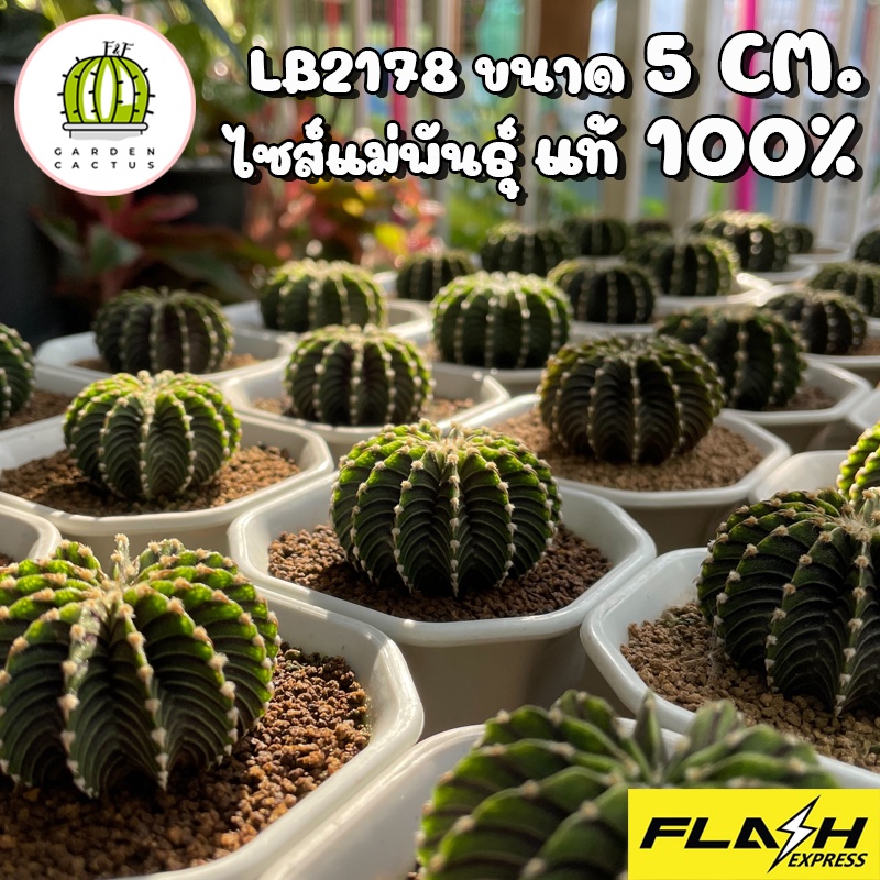 LB2178 แท้100% ขนาด5CM ยิมโนLB LBแท้ LB2178แท้ แคคตัส กระบองเพชร Cactus LB 2178 ไม้เมล็ดทุกต้น แข็งแ