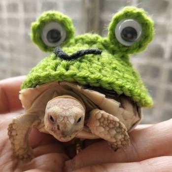 Temsuk : ชุดเต่า ชุดเต่าบก ชุดเต่าซูคาต้า ลายกบ (frog) สินค้า Handmade ถักจากไหมพรม 4ply สายรัดเป็นยางยืด