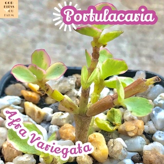 [ปะการังสายรุ้งด่างชมพู] Portulacaria Afra Pink ส่งพร้อมกระถาง แคคตัส Cactus Succulent Haworthia ไม้อวบน้ำ พืชอวบน้ำ