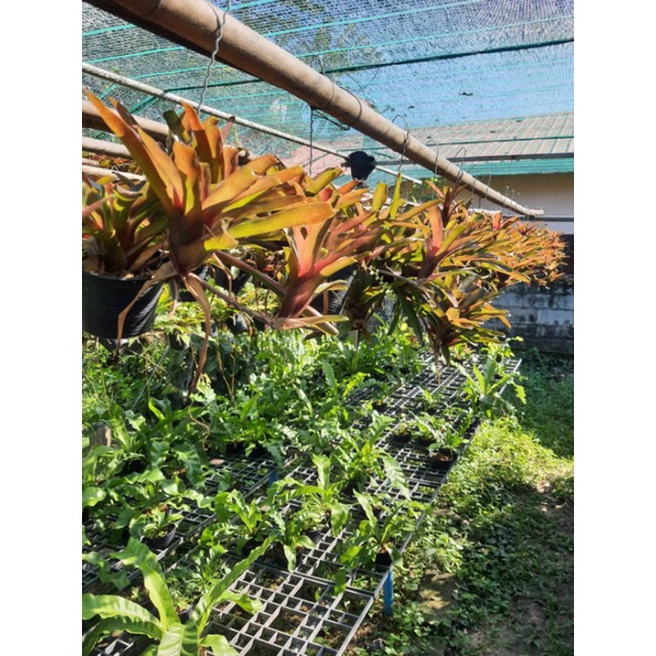 สับปะรดสี super neo fireball กระถาง 4 นิ้ว(ส่งพร้อมกระถาง,มีลวดแขวน,ไม้กอใหญ่) - รูปที่ 2