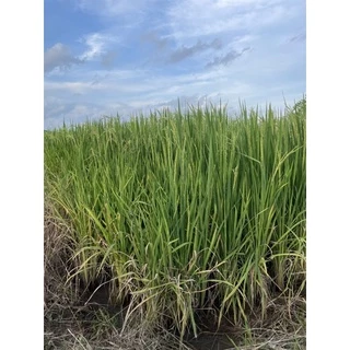 เร่งเต่ง🌾 : ปุ๋ยเคมีธาตุอาหารรองเสริม(เมล็ดเต็ม/ได้น้ำหนัก/ข้าวออกรวงเสมอ/ขั้วเหนียว/รวงยาว)