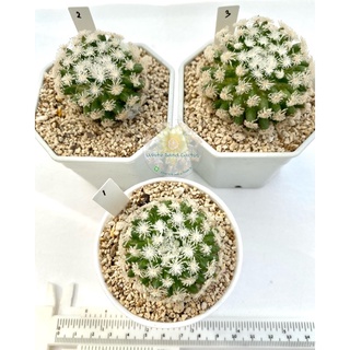 แมมขนนกสโนว์ (Mammilaria plumosa cv. snow)