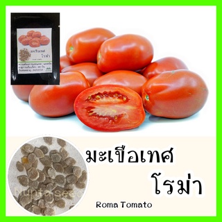 พร้อมส่ง ❗ รหัส 129 เมล็ดพันธุ์แท้ OP แท้   มะเขือเทศโรม่า - Roma Tomato เมล็ดมะเขือเทศ เมล็ดผัก