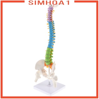 [simhoabeMY] Life Size Vertebral Column Model w Pelvis   Spine Anatomy Model Stand PUSD