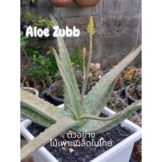 Aloe zubb_อะโลซัพ #Aloespecis #ไม้เพาะเมล็ดในไทย #aloezubb