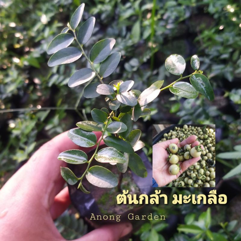ต้นกล้า มะเกลือ ต้นละ 15 บาท ไม้เนื้อสวย ปลูกเป็นสวนป่า