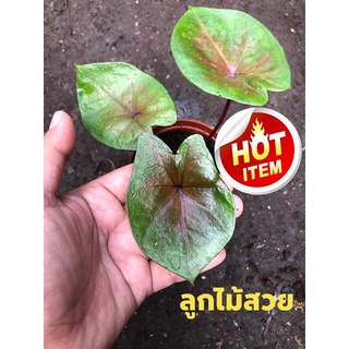 บอนสี(ลูกไม้สีสวยๆนิลๆน้ำตาล)แรไอเท็มมากน่าสะสม พร้อมส่งทั้งกระถาง☘️🔥🔥