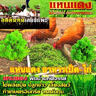 🍀🍀แม่พันธ์แหนแดง ไมโครฟิลล่า 🍀🍀1 กิโลกรัม❤️แถมเพิ่มอีก 1 ขีด🇹🇭🇹🇭  สายพันธ์ุกรมวิชาการเกษตร  🇹🇭🇹🇭